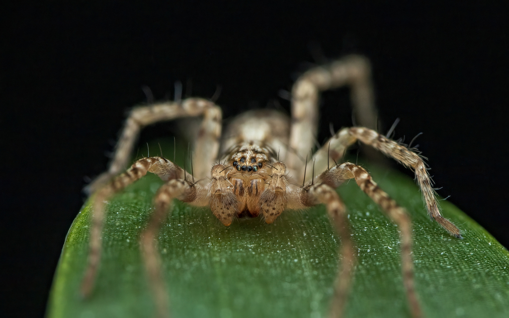 Araneae - Pókok
