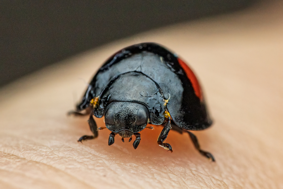 Chilocorus renipustulatus - vesefoltos szerecsenkata
