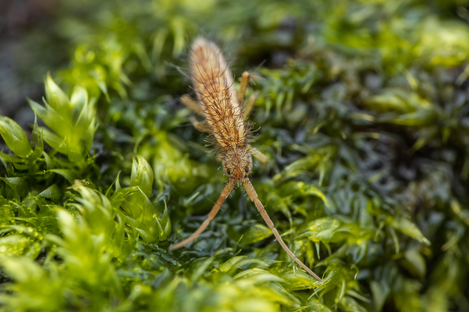 Collembola - Ugróvillások