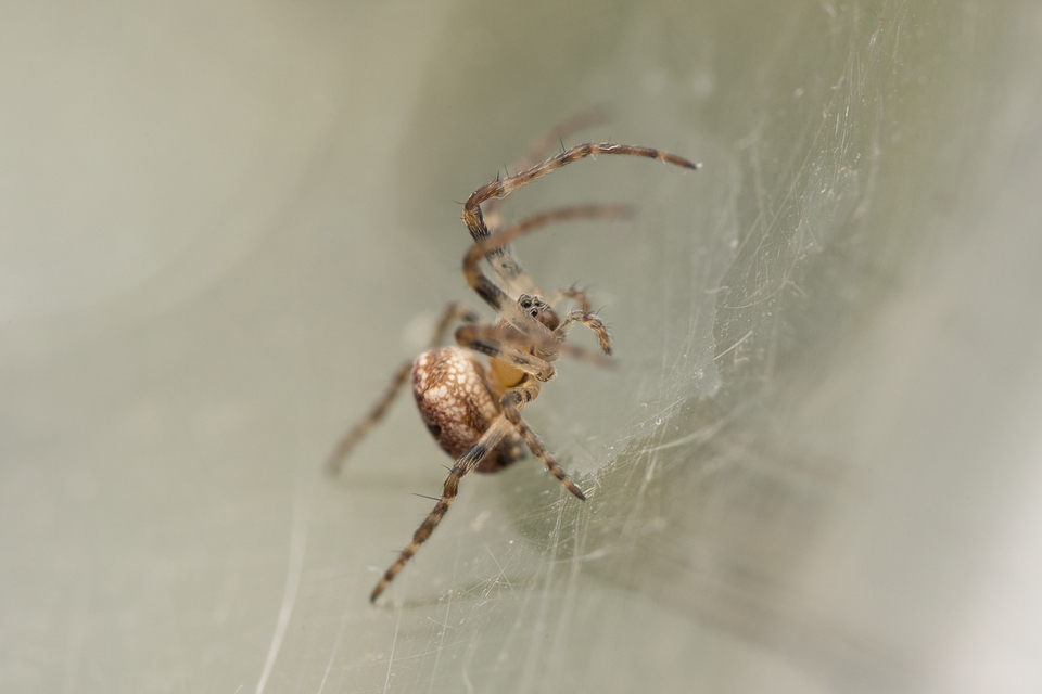 Araneae - Pókok