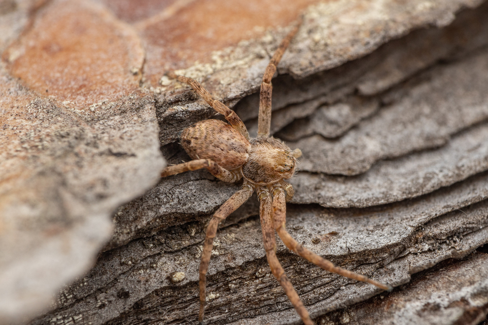 Araneae - Pókok