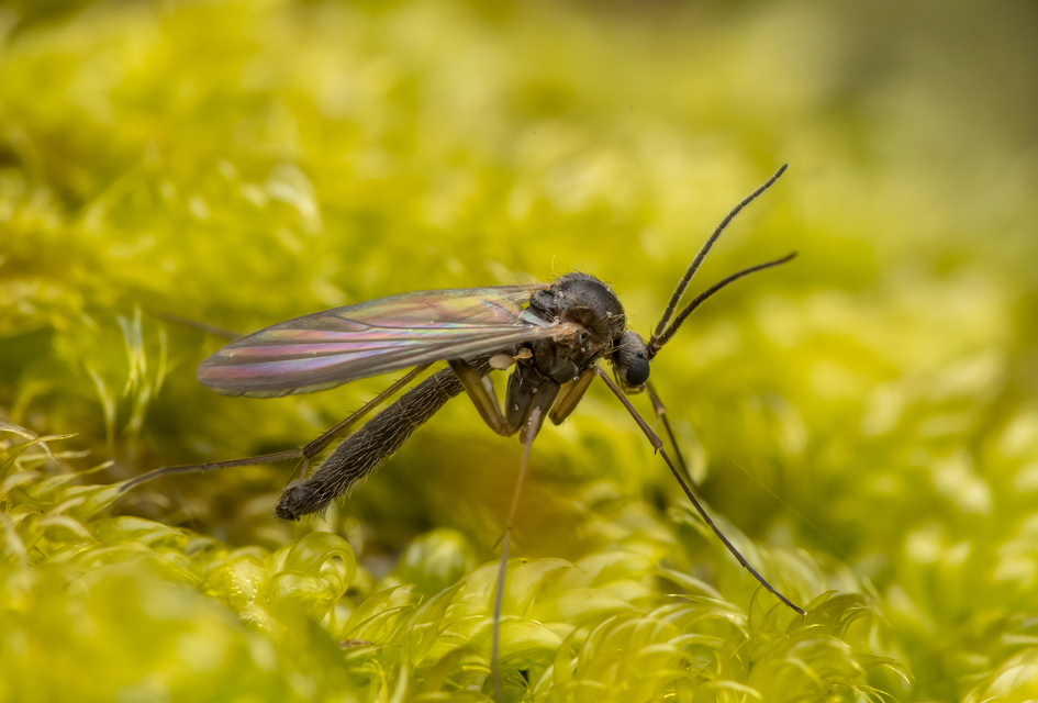 Diptera - Kétszárnyúak