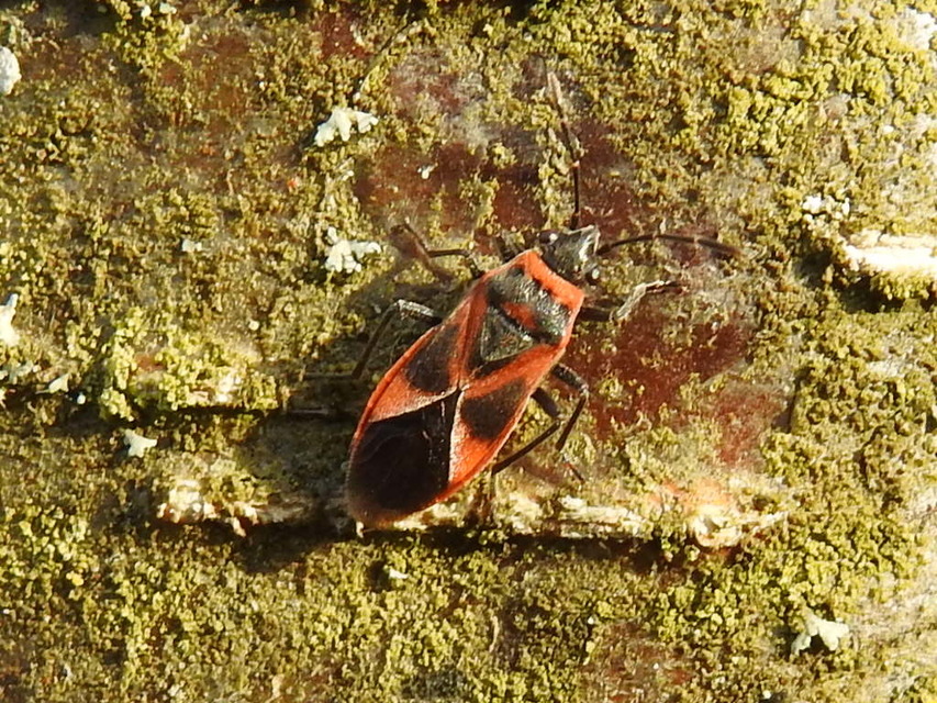 Arocatus