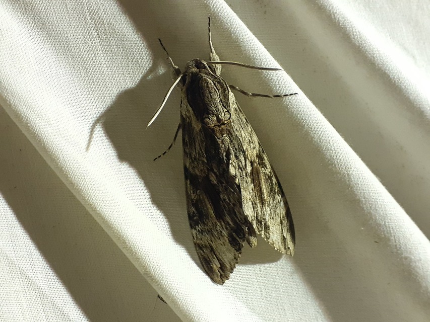 Agrius convolvuli - szulákszender