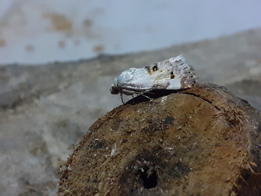 Acontia lucida - fehér nappalibagoly