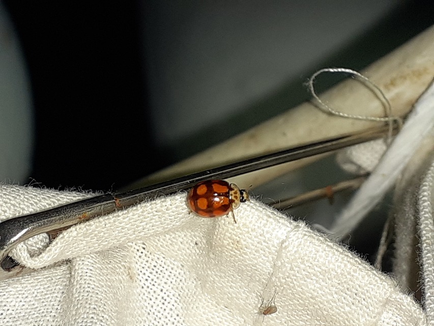 Adalia decempunctata - tízpettyes katica