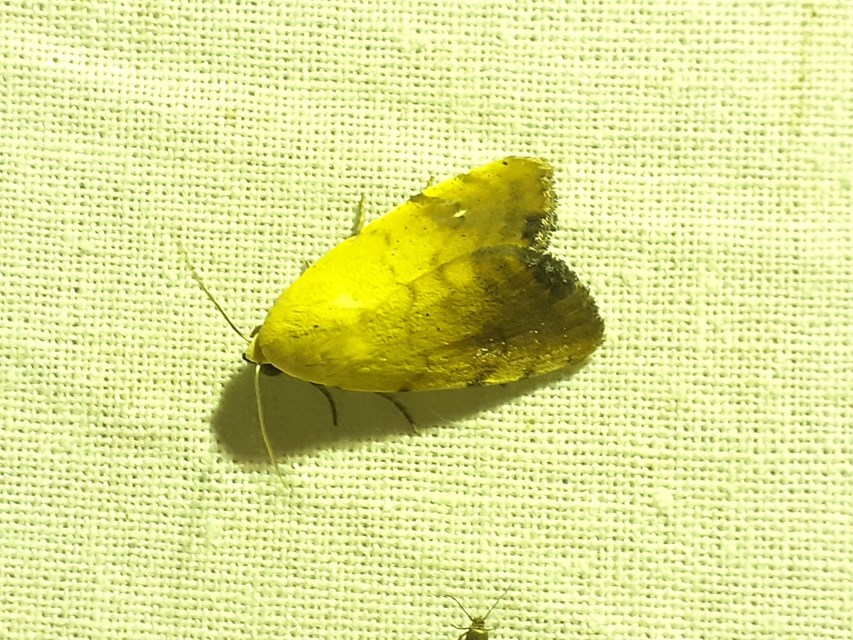 Xanthodes albago