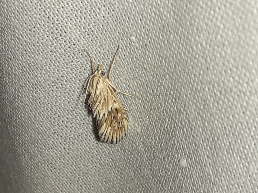 Cynaeda dentalis - gyakori ciframoly