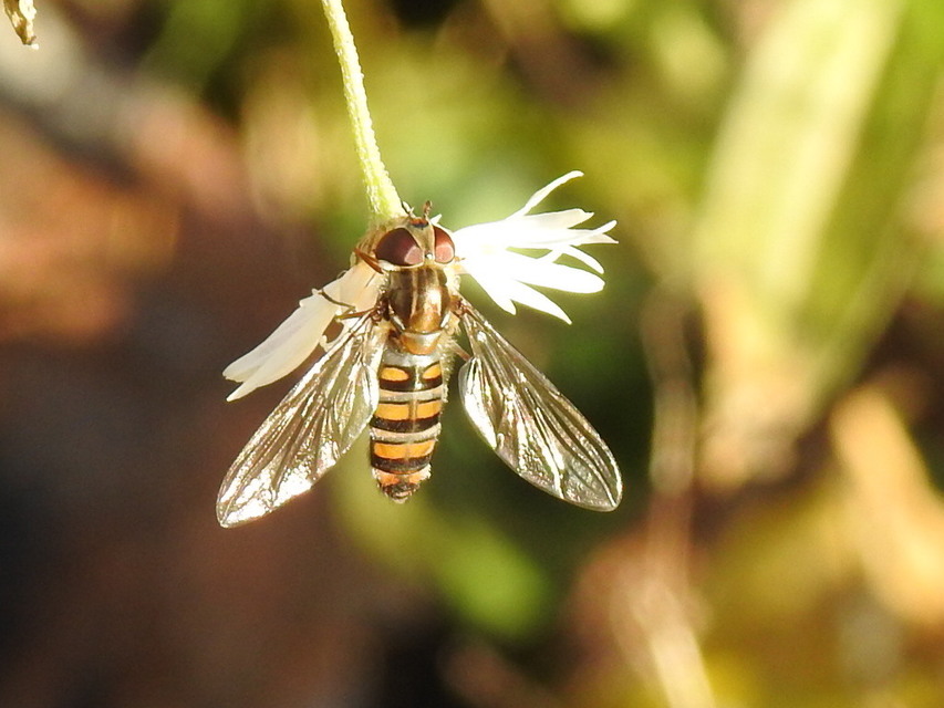 Episyrphus balteatus - ékfoltos zengőlégy