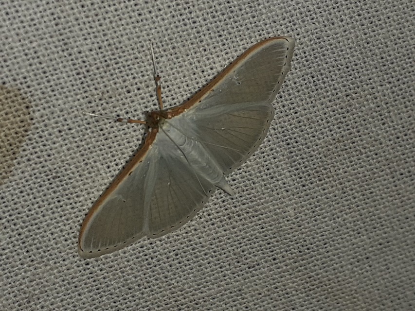 Palpita vitrealis - hófehér tűzmoly