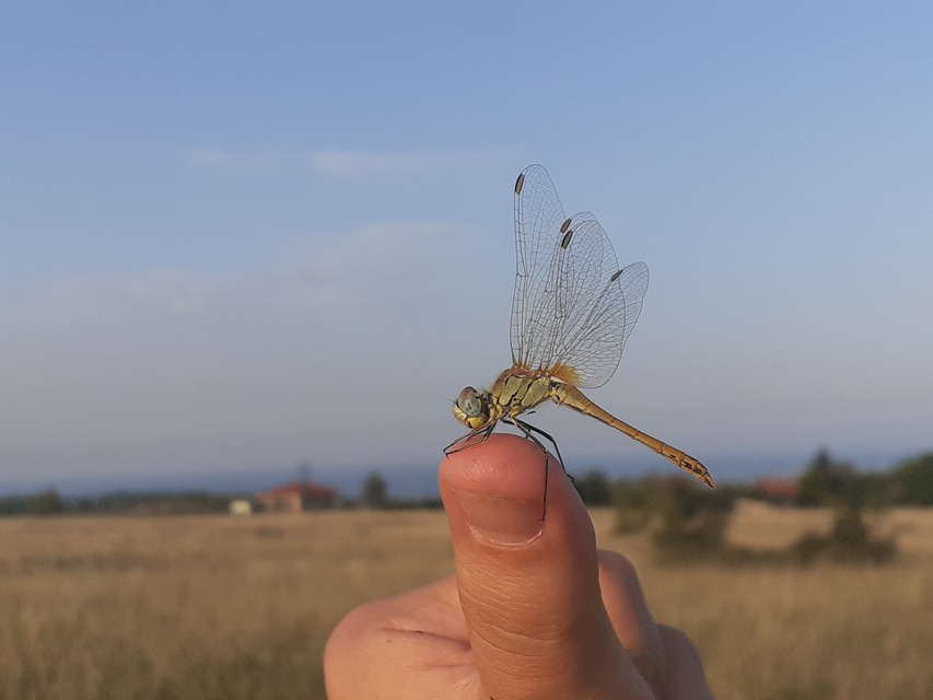 Sympetrum fonscolombii - vándor katona-szitakötő