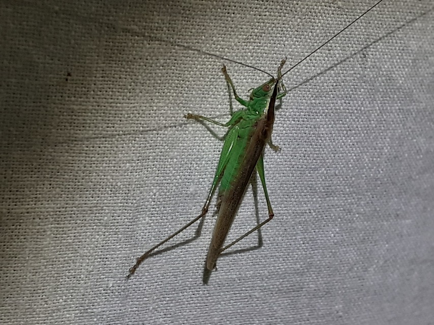 Conocephalus fuscus - kis kúpfejűszöcske