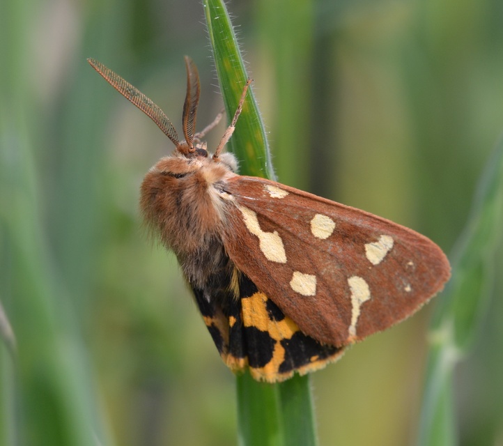 Hyphoraia aulica - barna medvelepke