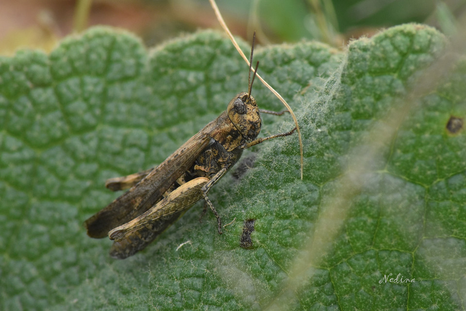 Chorthippus (Glyptobothrus) (subgenus)