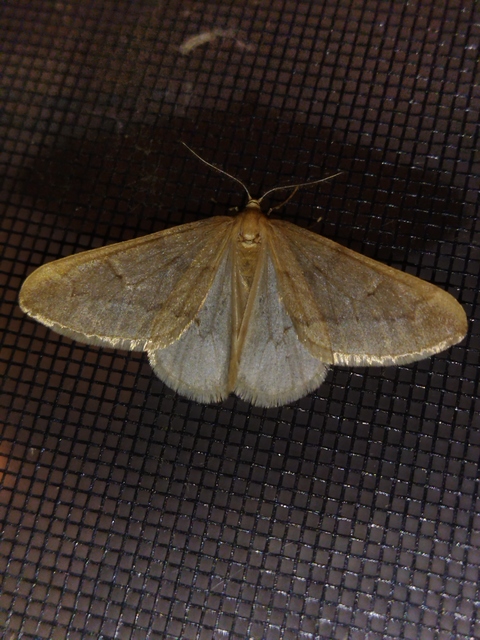 Alsophila aceraria - juhararaszoló