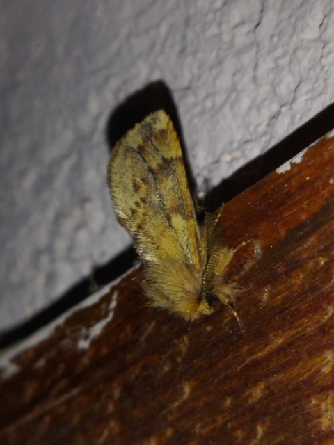 Ptilophora plumigera - tollas púposszövő