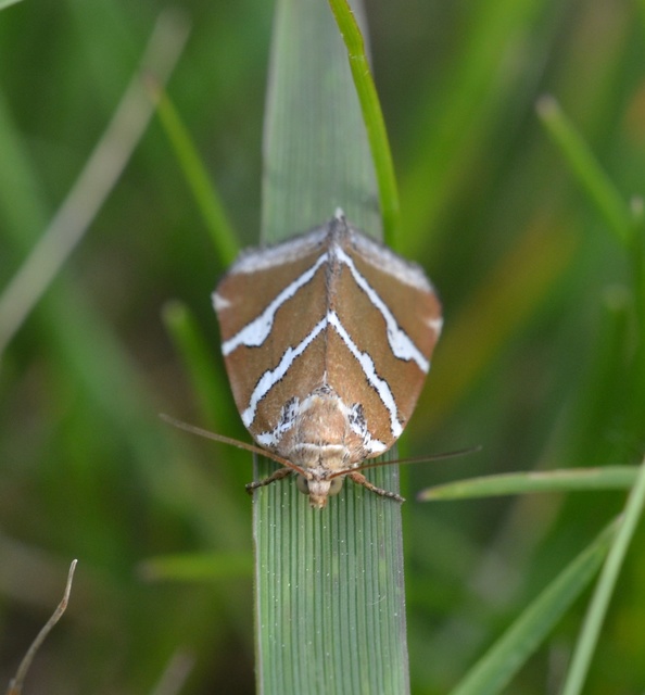 Deltote bankiana - ezüstös apróbagoly