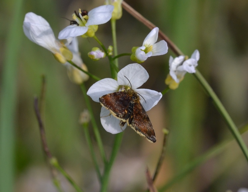Panemeria tenebrata - apró sárgabagoly
