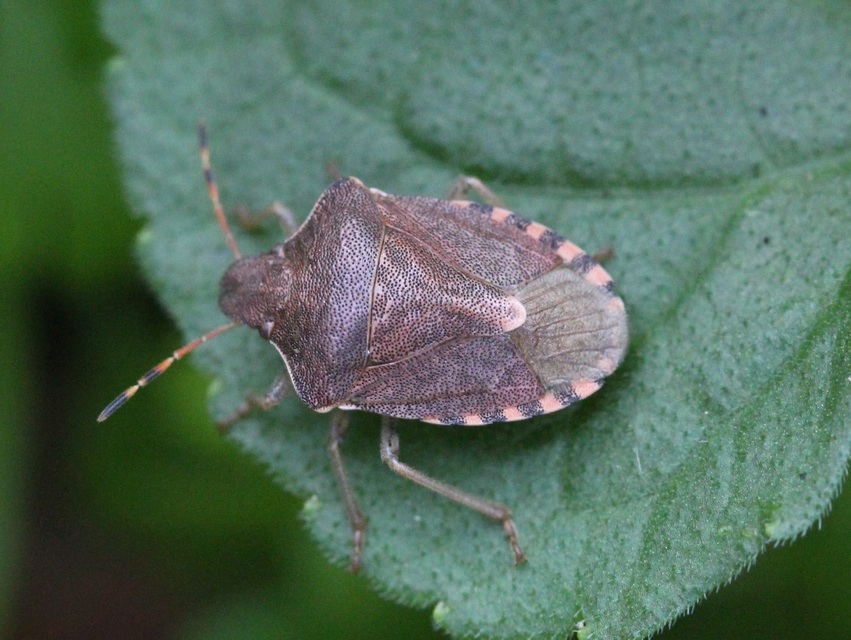 Peribalus strictus - tavaszi címerespoloska Peribalus strictus - tavaszi címerespoloska