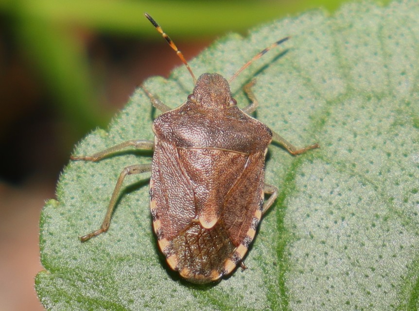 Peribalus strictus - tavaszi címerespoloska Peribalus strictus - tavaszi címerespoloska