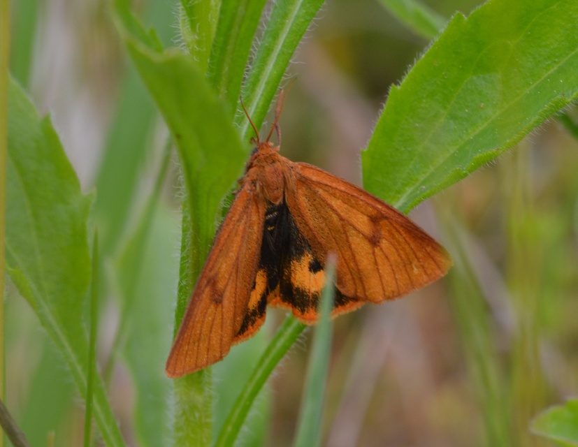 Diacrisia sannio - vörösszélű medvelepke