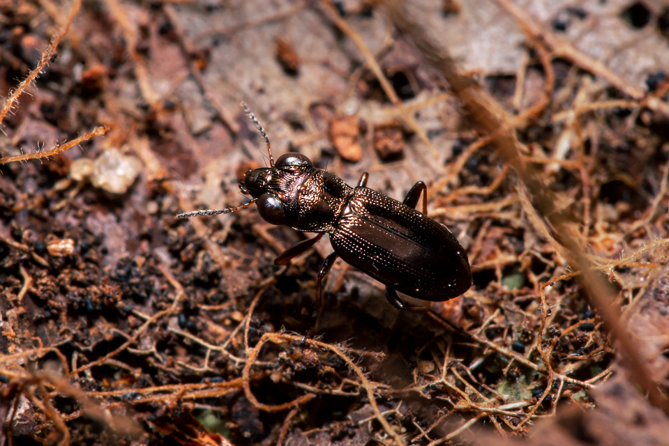 Notiophilus rufipes - vöröslábú szemesfutó