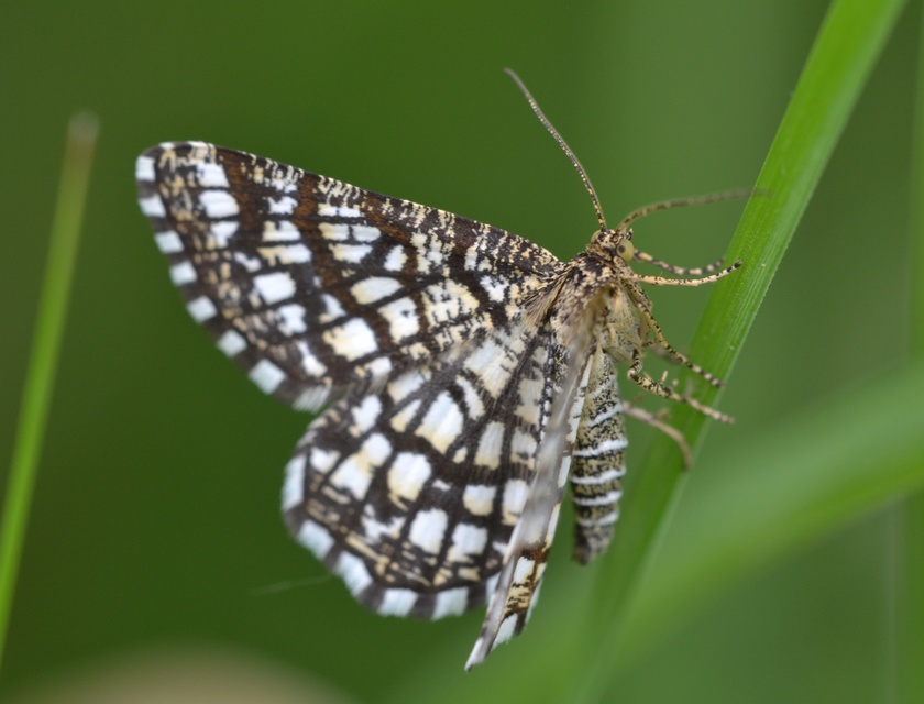 Chiasmia clathrata - rácsos rétiaraszoló