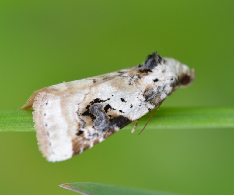 Pseudeustrotia candidula - fehéres apróbagoly