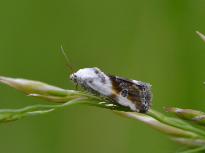 Ponometia candefacta - parlagfűbagoly