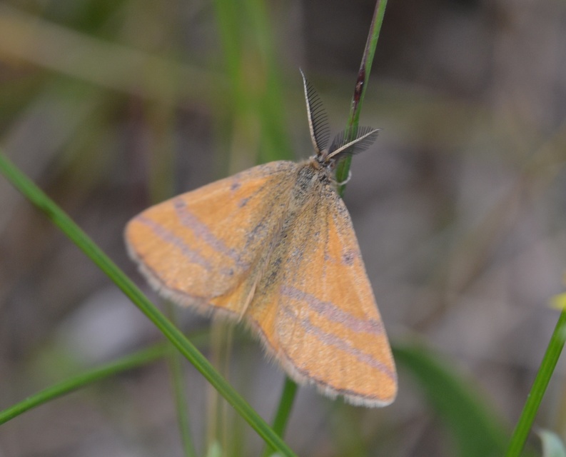 Lythria cruentaria - bíborcsíkos araszoló