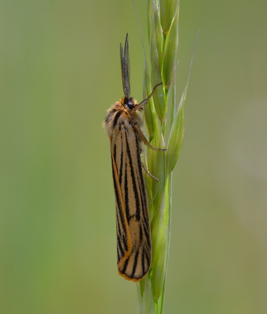 Spiris striata - csíkos molyszövő