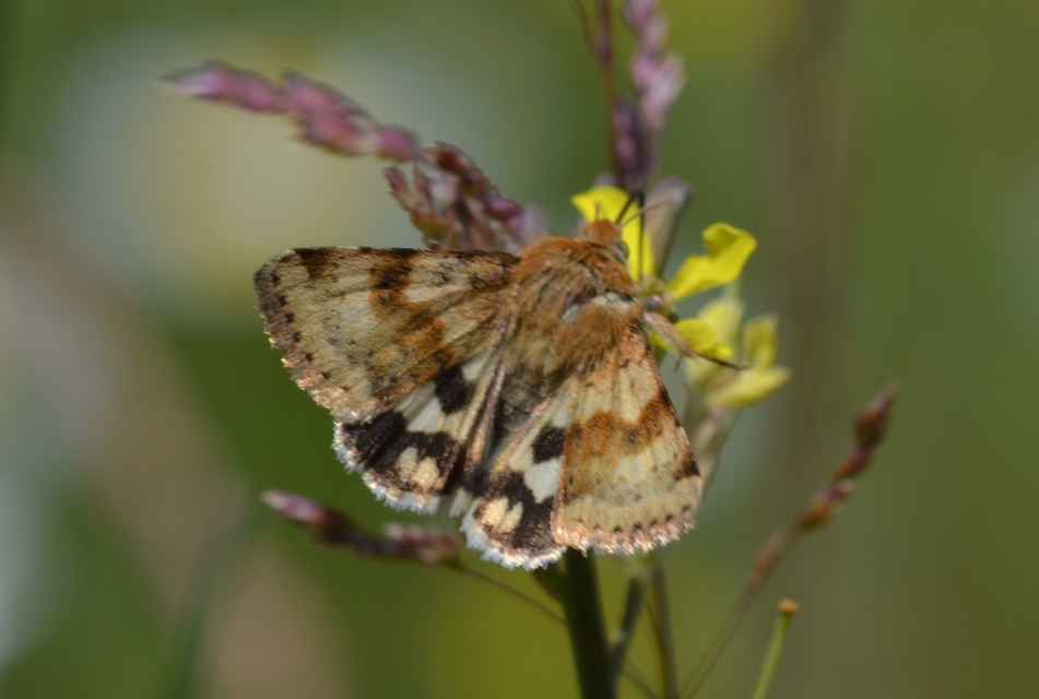 Heliothis viriplaca - mácsonyabagoly