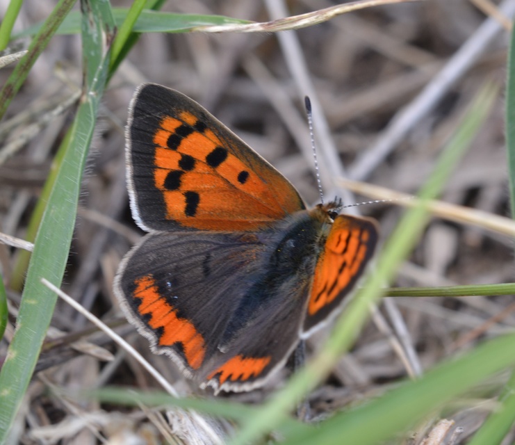 Lycaena phlaeas - közönséges tűzlepke