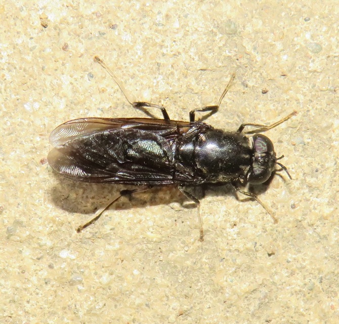 Hermetia illucens