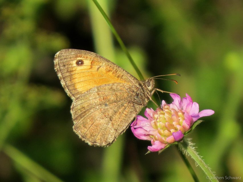 Arethusana arethusa - közönséges szemeslepke