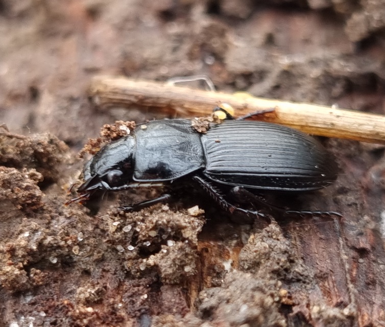 Pterostichus hungaricus - magyar gyászfutó