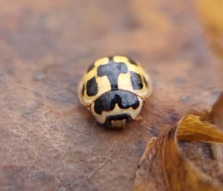 Propylea quatuordecimpunctata - tizennégypettyes füsskata