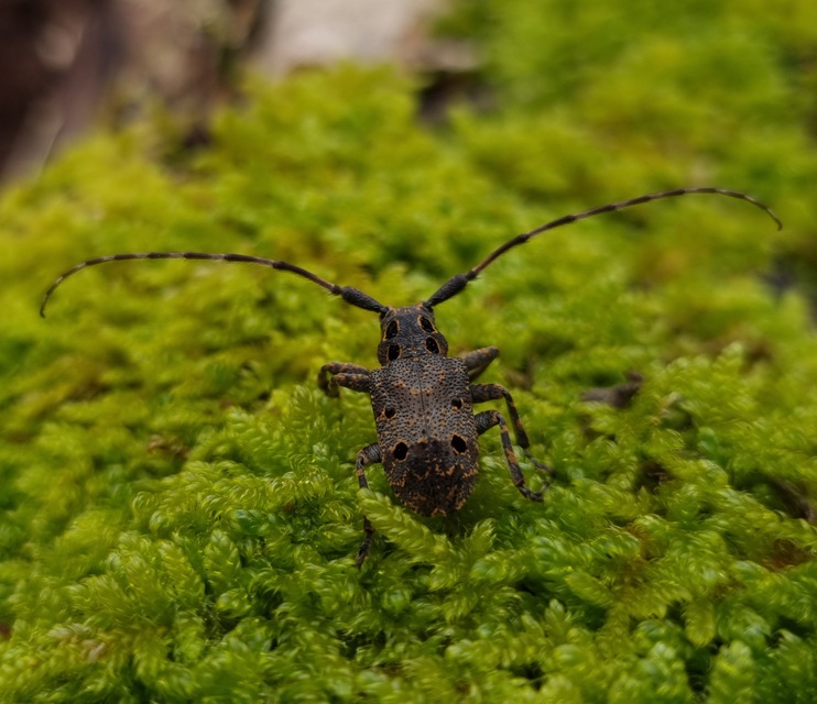 Mesosa curculionoides - szemfoltos cincér