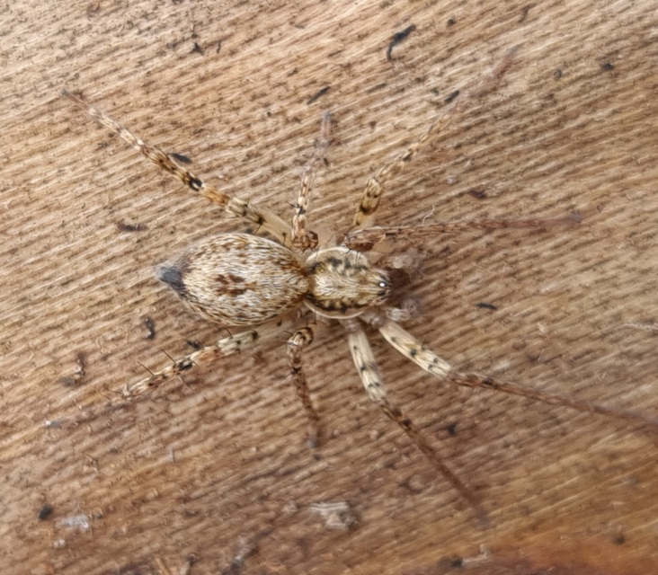 Anyphaena accentuata - jegyespók