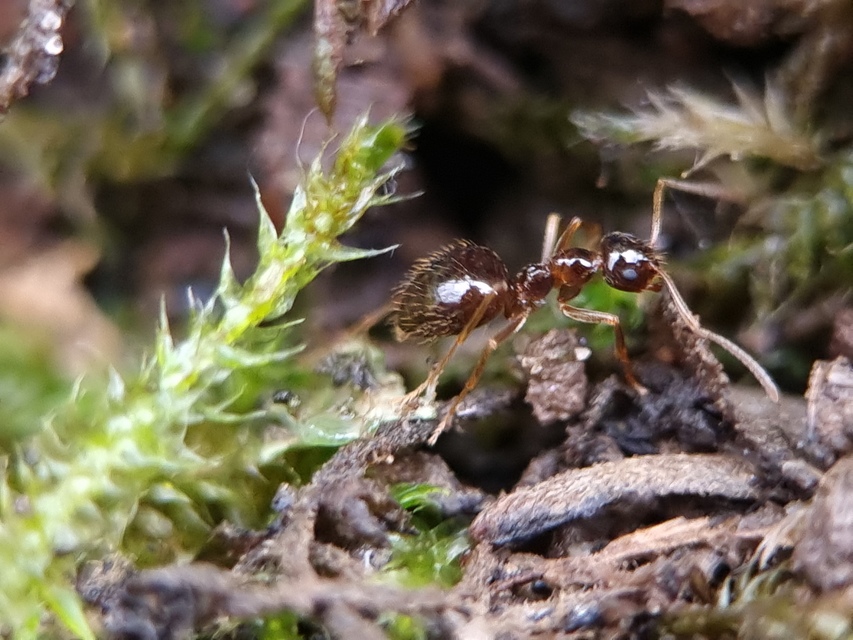 Prenolepis nitens - ragyogóhangya