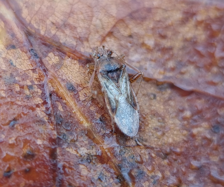 Rhopalus parumpunctatus - közönséges üvegszárnyú-poloska