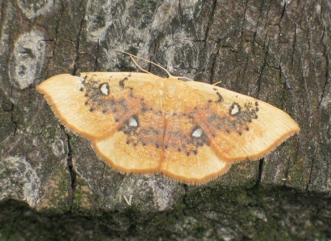 Cyclophora albiocellaria - juhar-pettyesaraszoló
