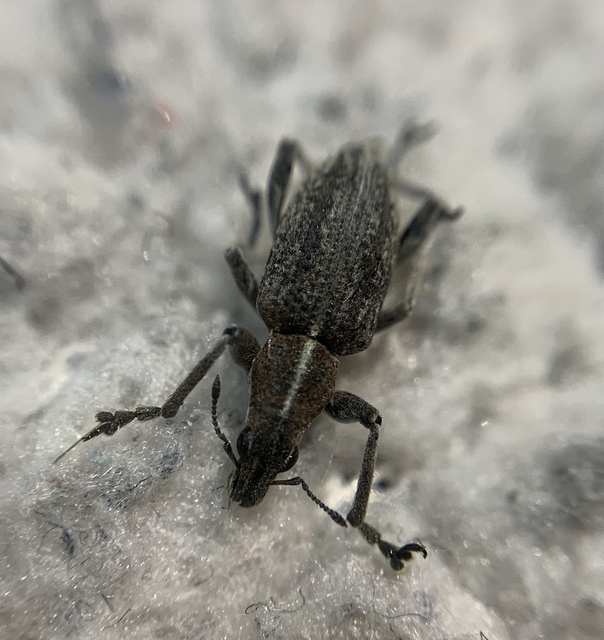 Charagmus gressorius - pompás csipkézőbogár
