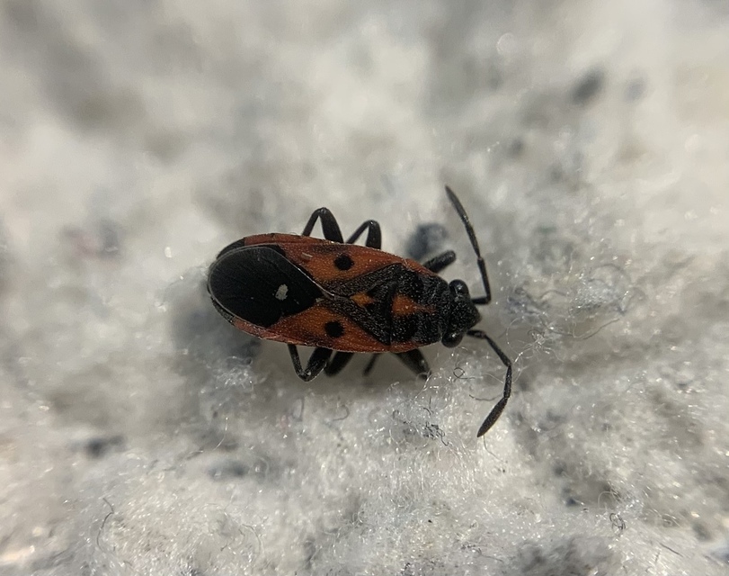 Melanocoryphus tristrami