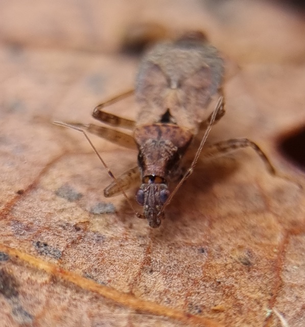 Himacerus mirmicoides - csalán-tolvajpoloska