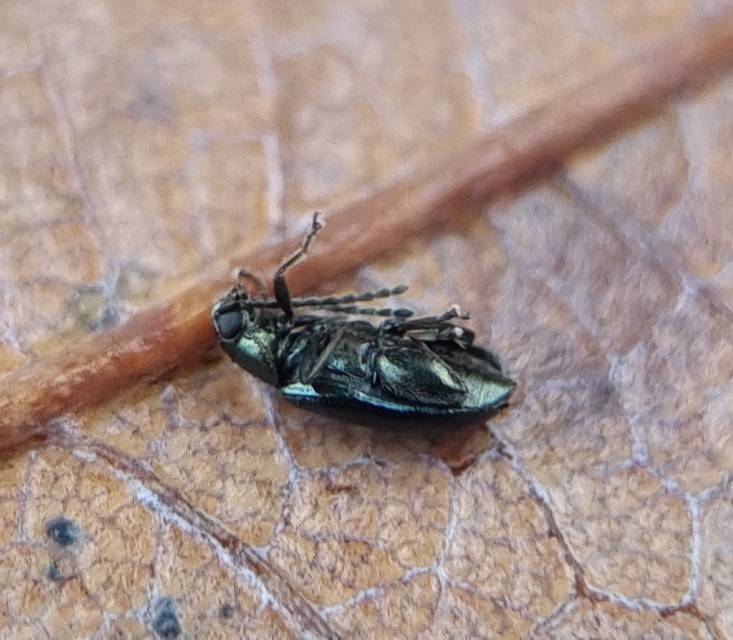 Phyllotreta nigripes - feketecsápú káposzta-földibolha