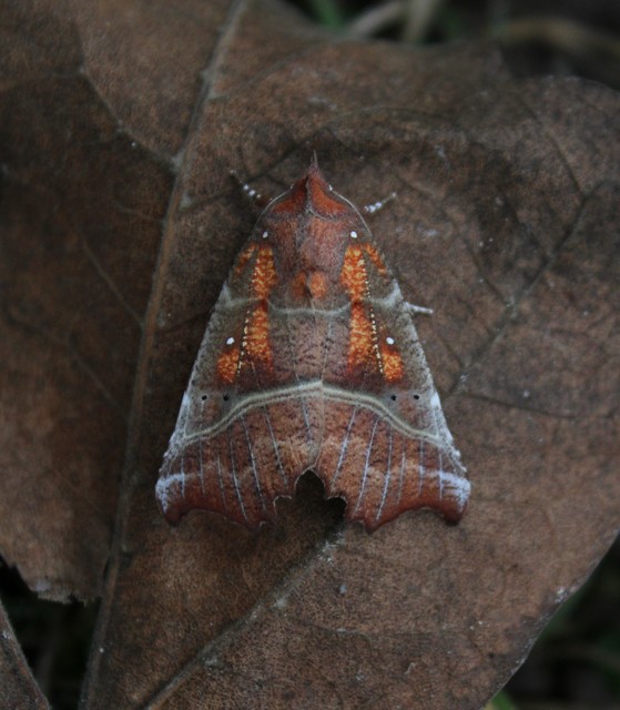 Scoliopteryx libatrix - vörös csipkésbagoly
