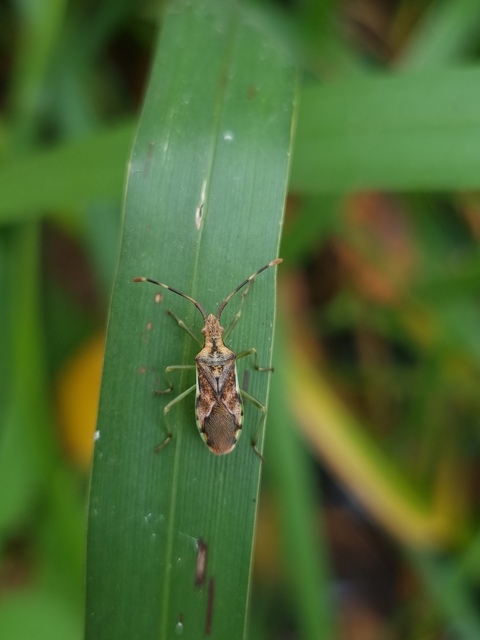 Gonocerus juniperi - boróka-karimáspoloska