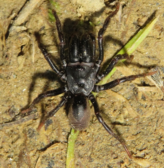 Atypus