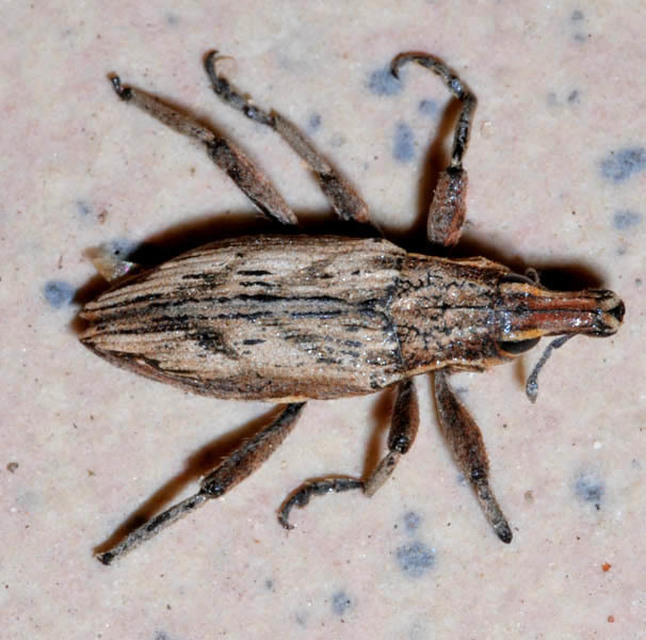 Coniocleonus nigrosuturatus - nyíljegyes barkó